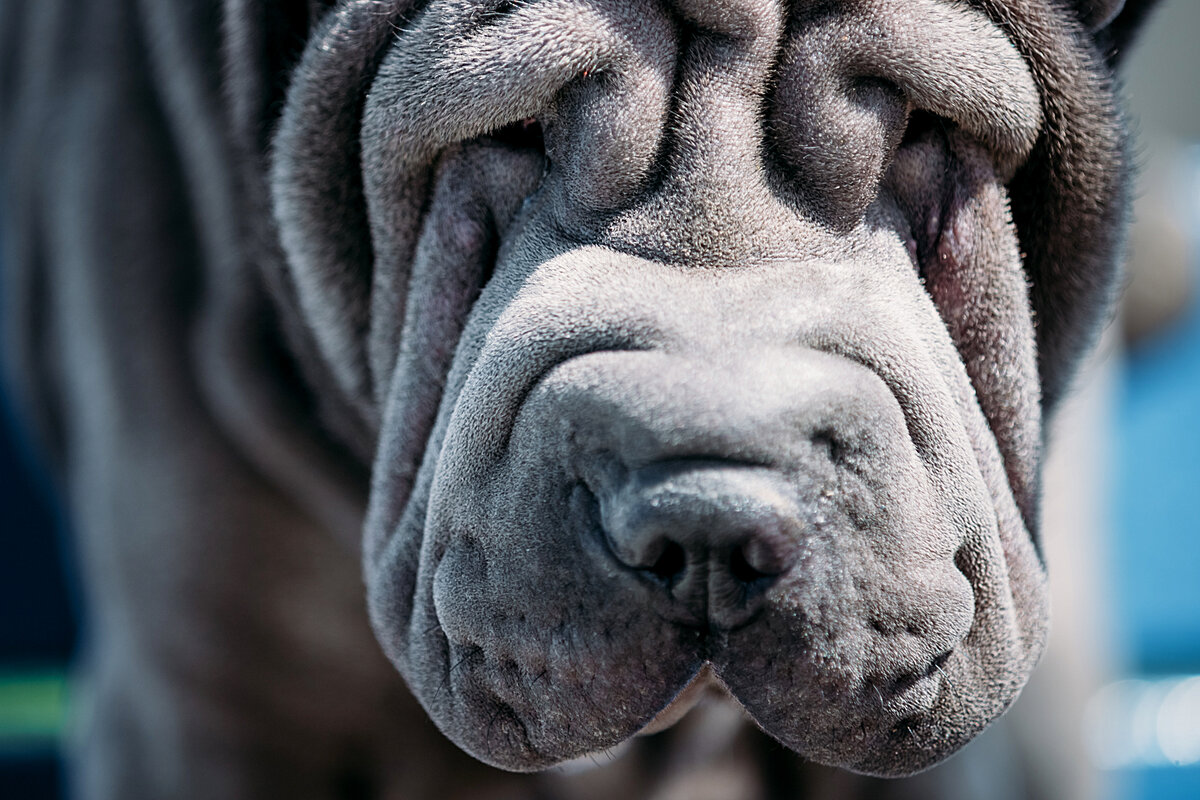 Расплата шарпеев за миловидную внешность — их веки. 