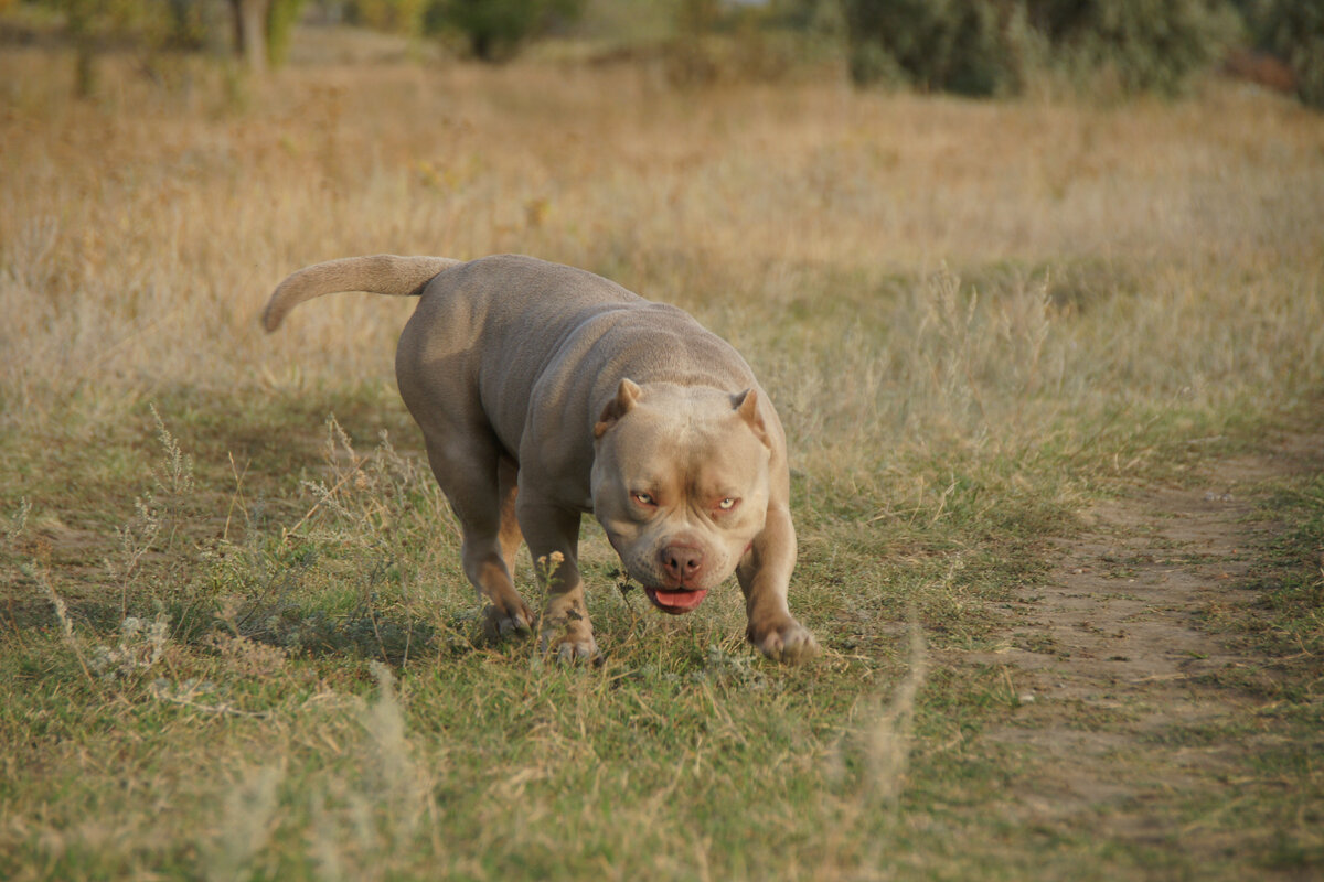 Venom 2024 american bully