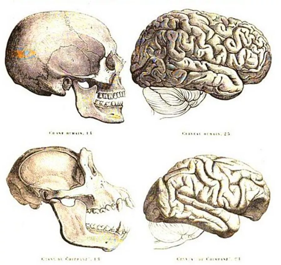 Какой мозг у приматов. Строение мозга человекообразной обезьяны. Череп головной мозг человекообразной обезьяны. Строение головного мозга приматов. Мозг человека и обезья.