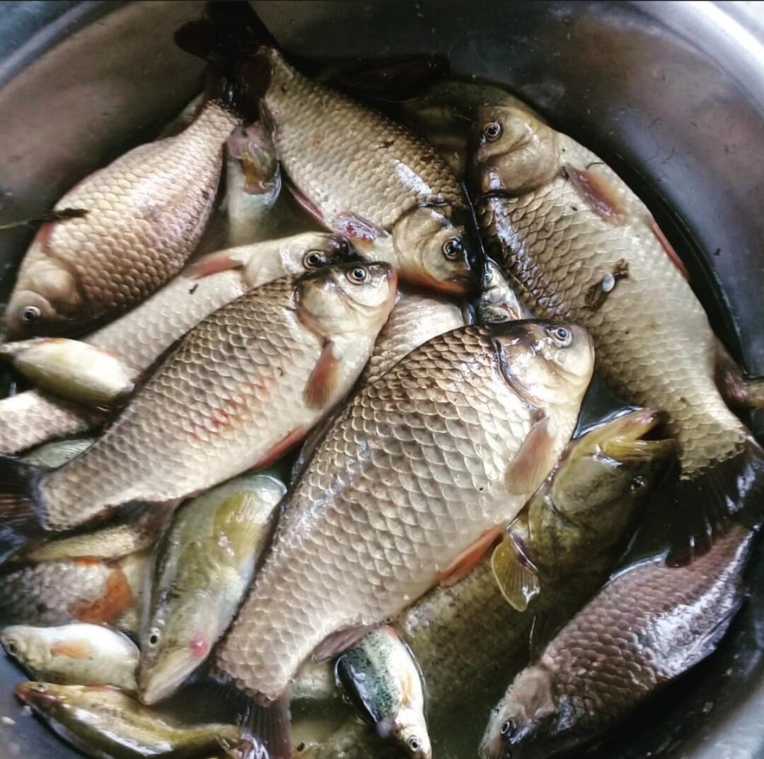 #Спорт спортом а #кушать #правильно и вкусно надо😁,вот #улов всего за пару часов #рыбалки .А вы уже рыбачали? Теперь из этой рыбки будем делать #пп #обед, ну насколько получится😁😁😁, а вообще #рыба это отличный приём пищи высококачественного #белка . Так же в рыбе содержатся ценные минералы: кальций,цинк,селен,железо,фосфор,магний. Кушаем и здоровеем😉