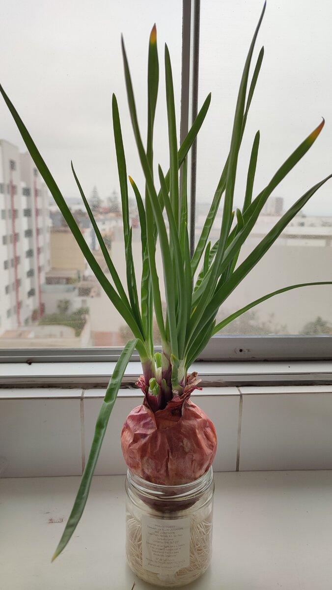 Мой огород. Пора собирать урожай.