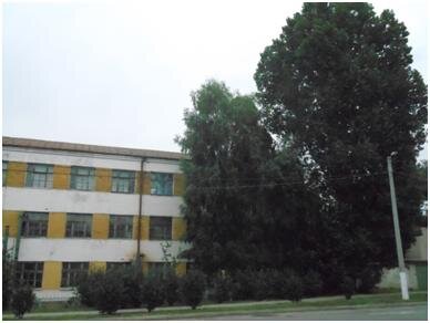 Знаменитый тополь в .Чапаевске