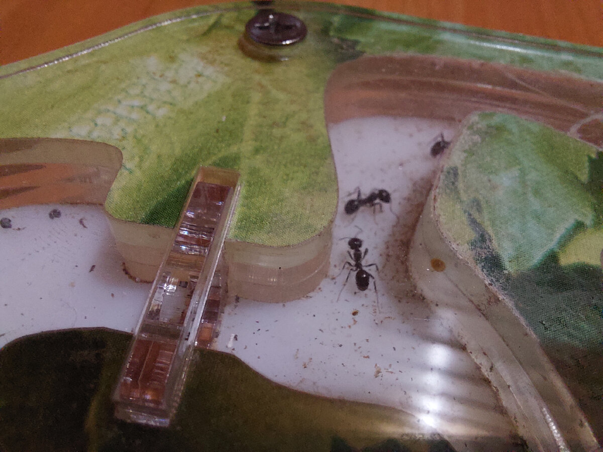 Камеры формикария. Каждый муравей постоянно чем-то занят - заделывают щели мусором, чтобы не дуло, ухаживают за личинками, убираются, добывают пищу