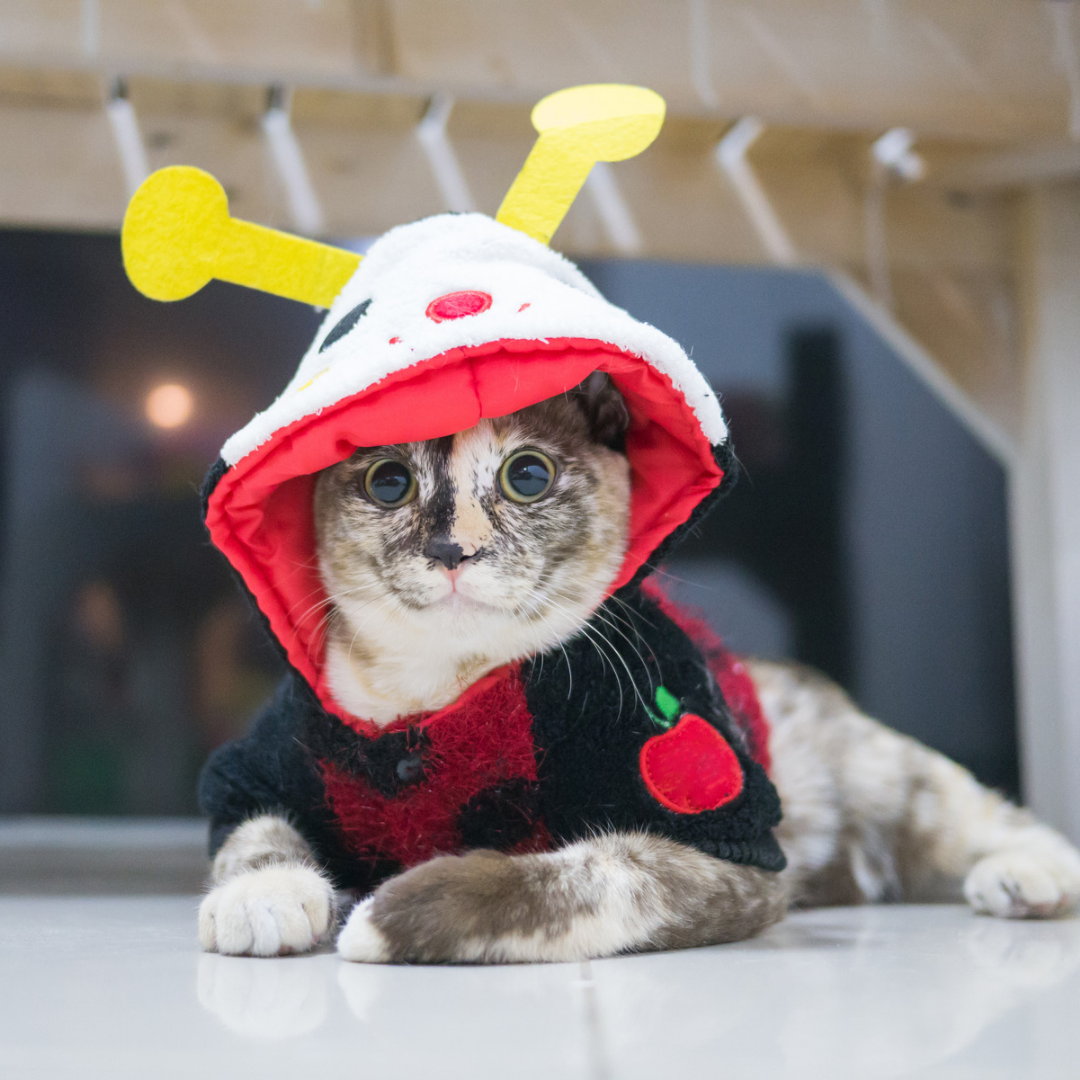 Костюмчики на кошке смотрятся забавно, но кошке, обычно, не до забавы, когда она в одежде.