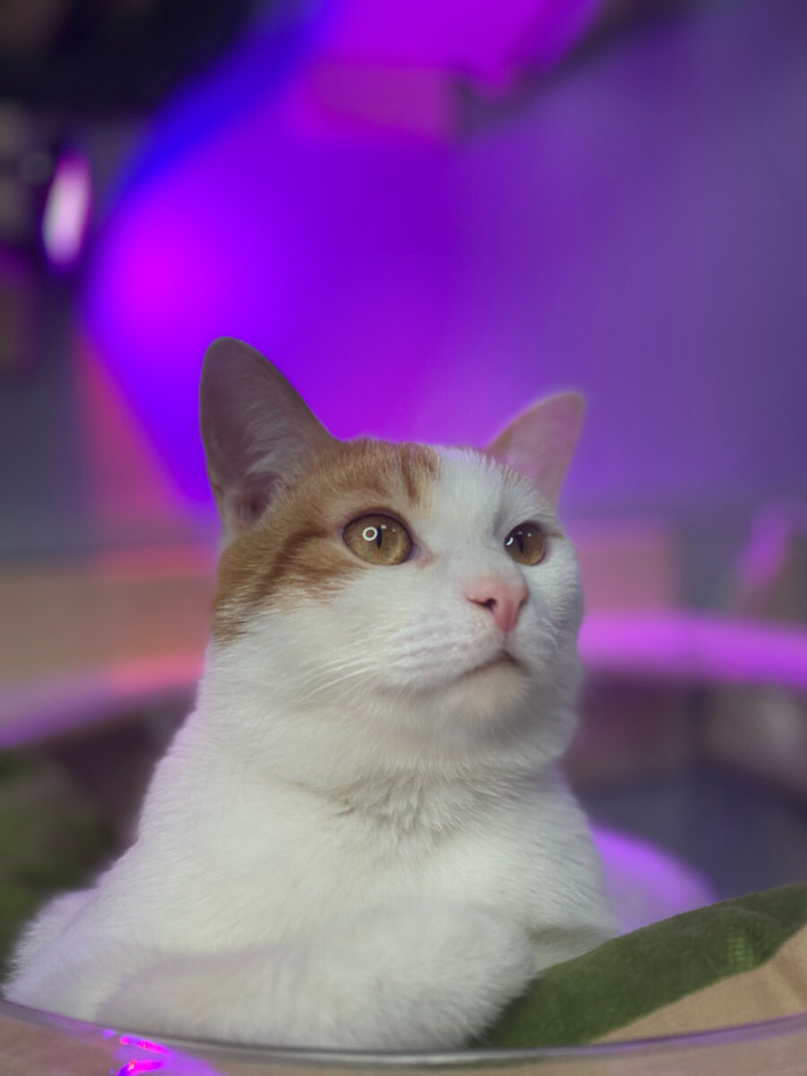 Неконфликтный котик из FrrFrrHouse