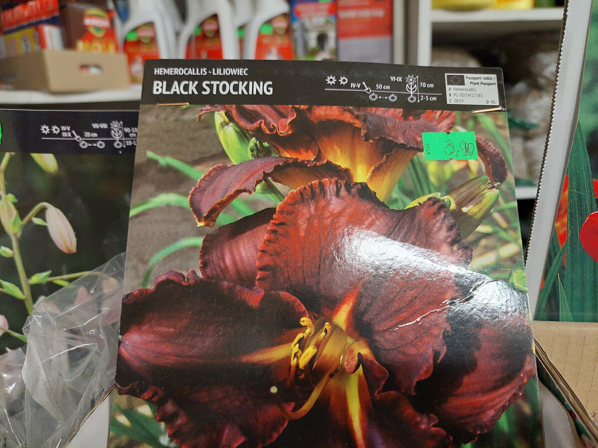 Фотографировала в магазине, чтобы не забыть как выглядит. Сам лилейник был упакован в мешочек с навазнием и советами по агротехнике, но без красивой картинки.