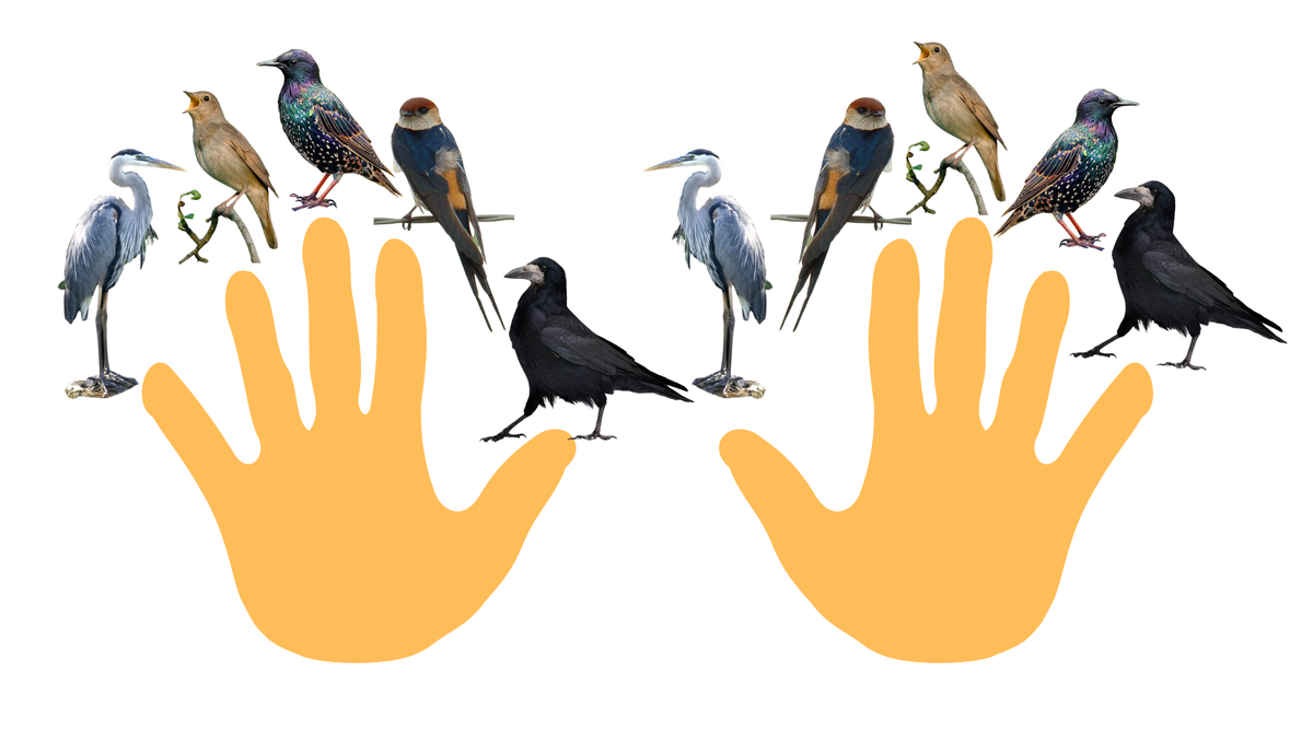 Перелëтные птицы