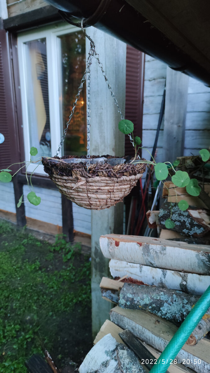 Листики бодрые, как здесь, в кашпо и родились!