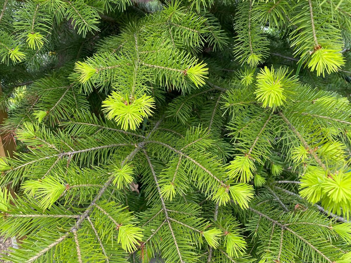 Питомник в александровском. Псевдотсуга канадская. Pseudotsuga menziesii. Псевдотсуга дерево. Псевдотсуга бонсай.