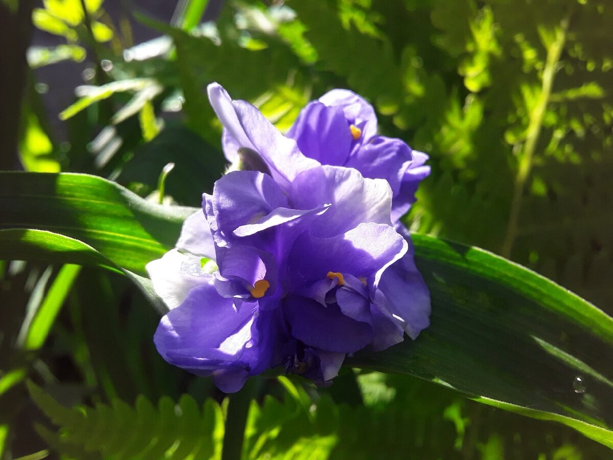 Традесканция, сорт Caerulea Plena