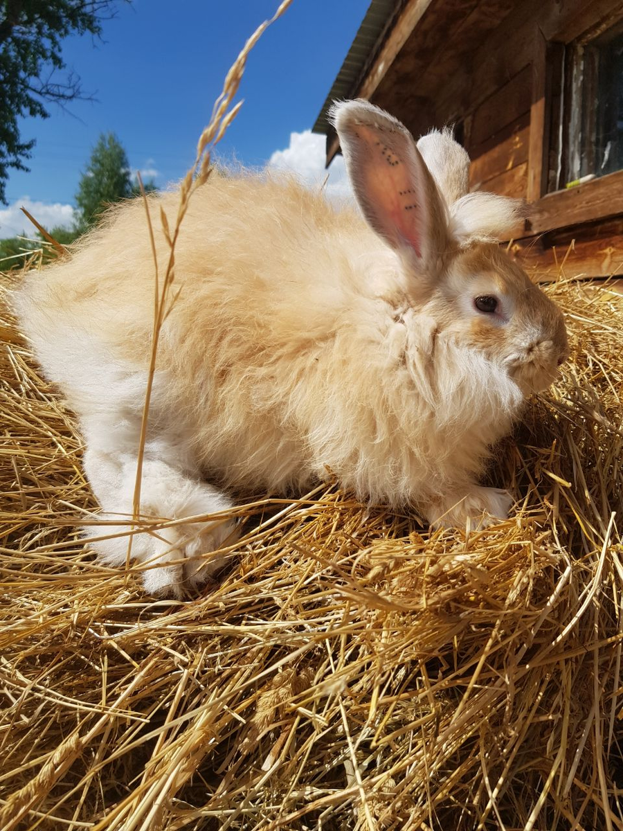 Вот главный герой статьи.