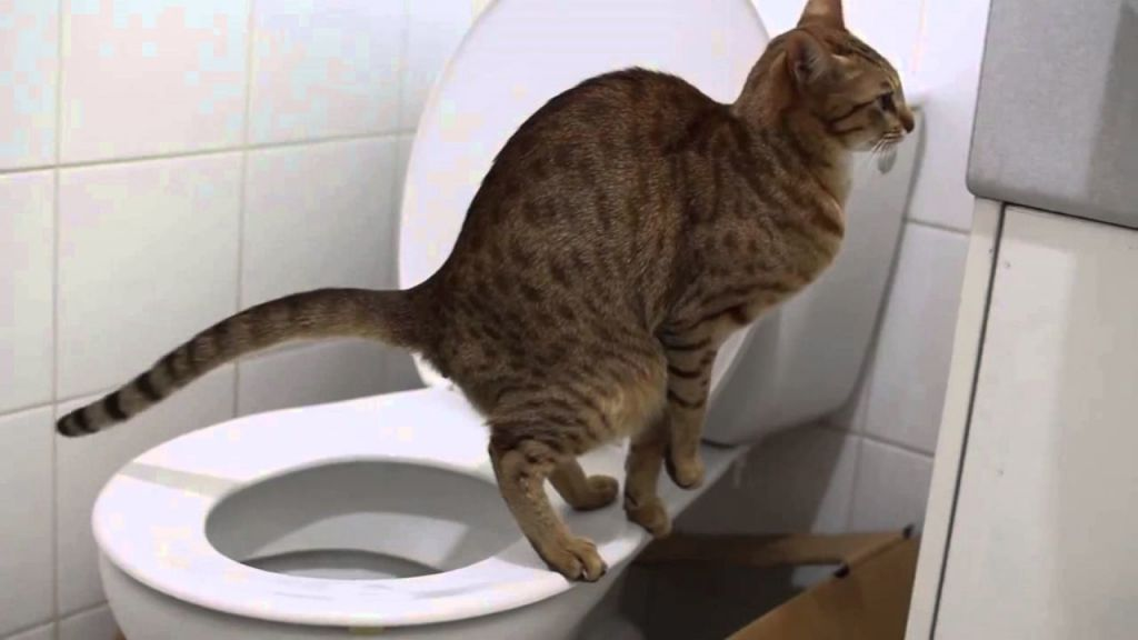Кошка не ходит в туалет