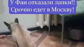 Беда! У Фаи отказали лапы! Показано срочное МРТ!