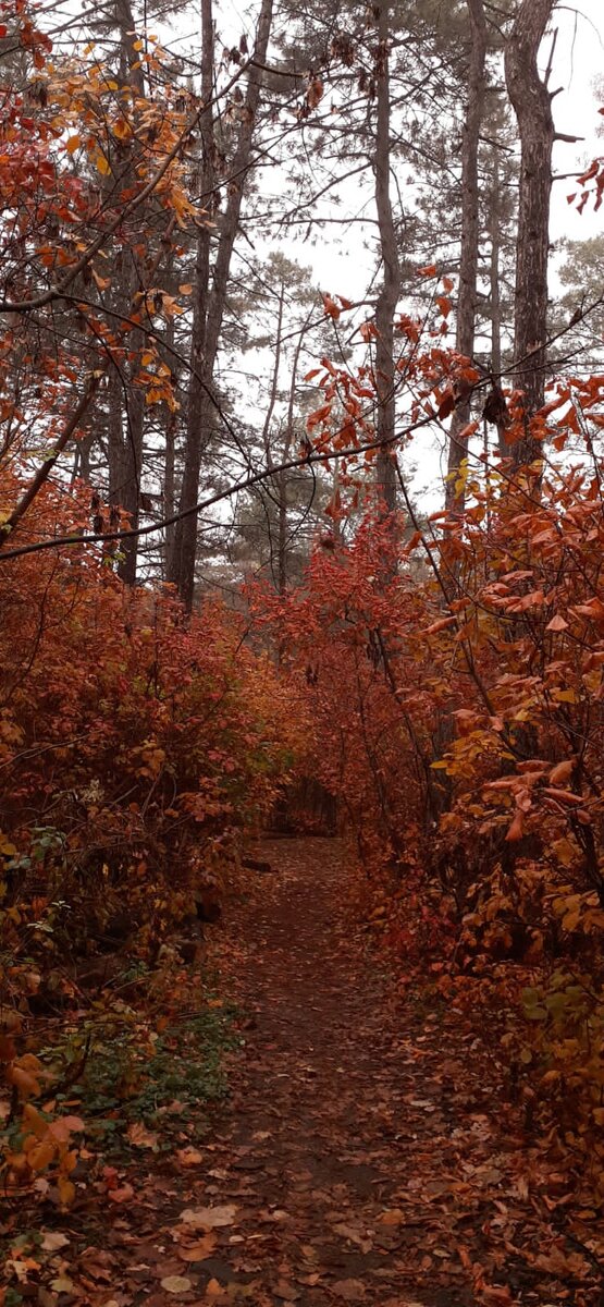 Фото сделано автором. Роща в Ростове-на-Дону