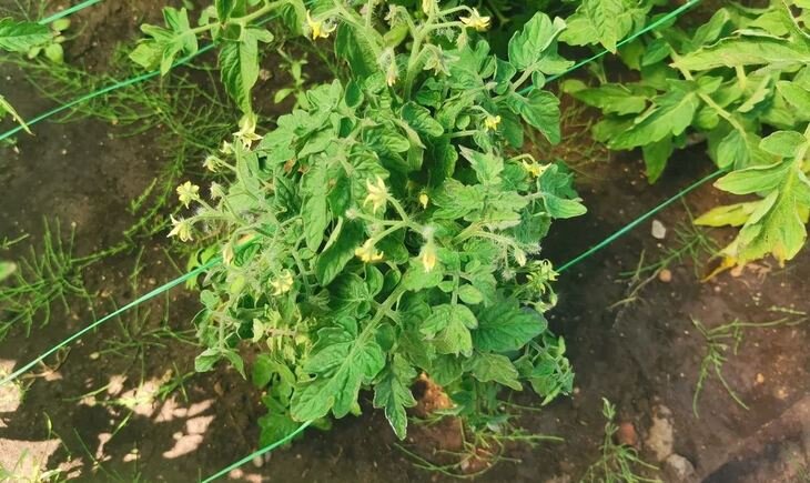    Евросоюз хочет упростить авторизацию органических сортов овощей