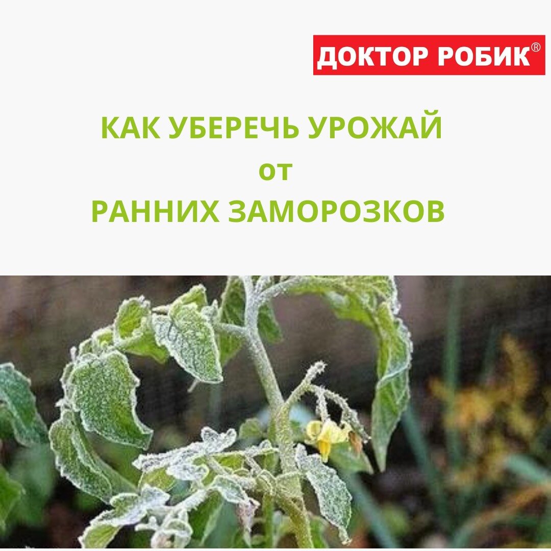 Заморозки осенью. Заморозки в огороде. Заморозки лето.