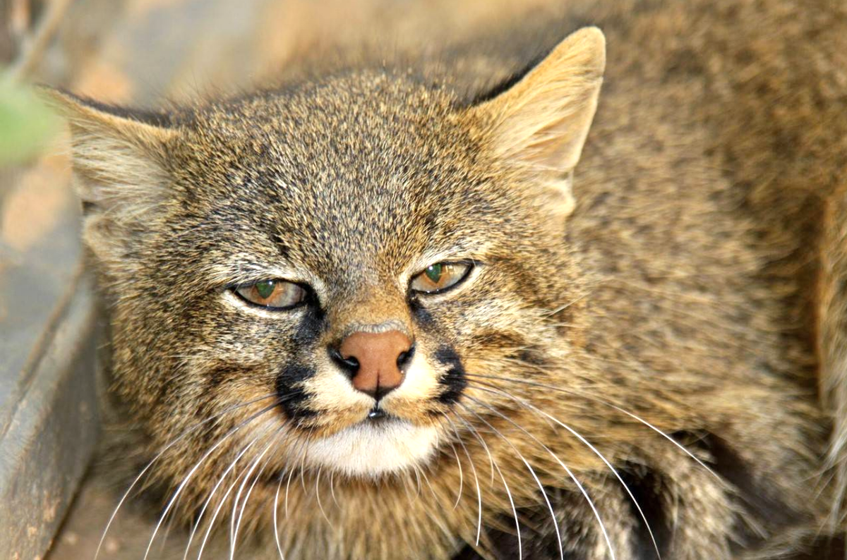 Пампасская кошка. Пампасская кошка Южной Америки. Пампасская кошка (leopardus COLOCOLO). Пампасская кошка (leopardus Pajeros),.