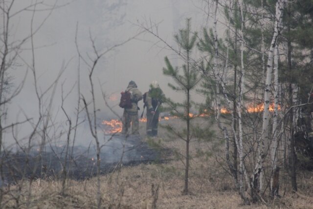    Лесной пожар Mchs.gov.ru