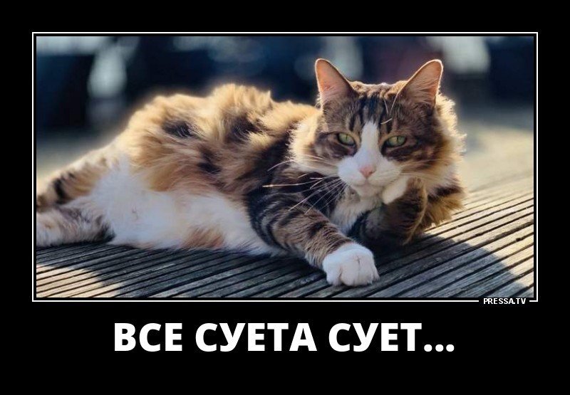 Не суетись картинки