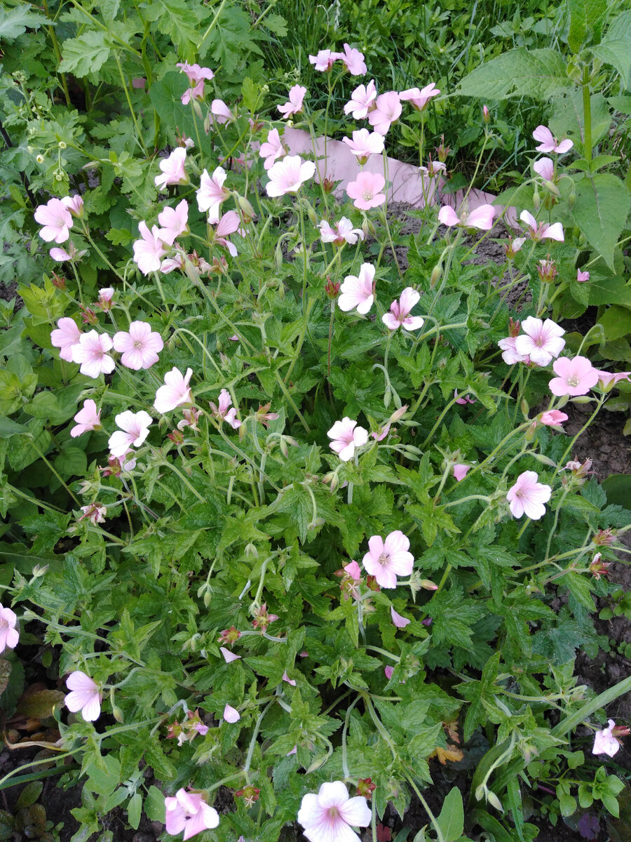 Герань в 2020