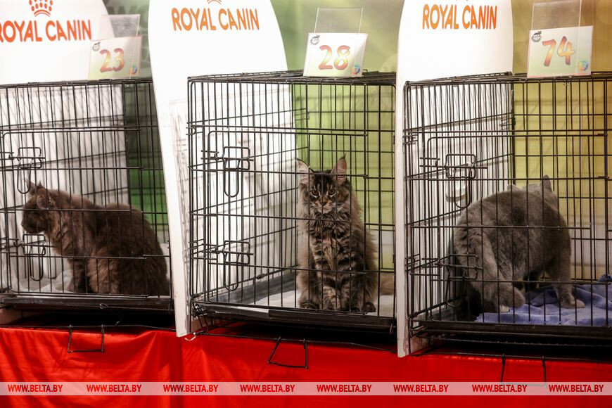 Все фотографии взяты из открытых источников интернета о кошачьих выставках для наглядной иллюстрации. Сама я тогда ещё не писала в дзене, а фотографировать мне на этой выставке... как-то не возникло желания...