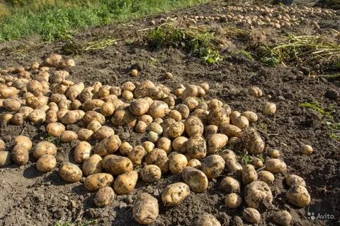 Уборка картошки.