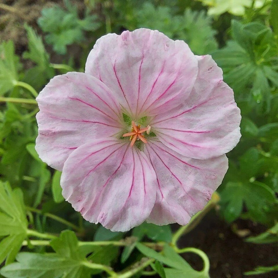    Соцсети блогера annamamadacha