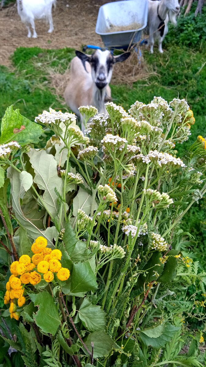 фото коз автора 
