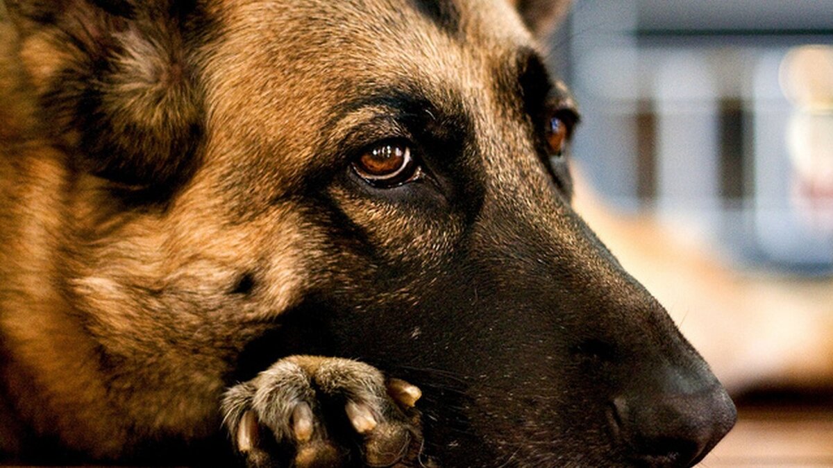 Источник https://oir.mobi/671960-grustnaja-nemeckaja-ovcharka.html