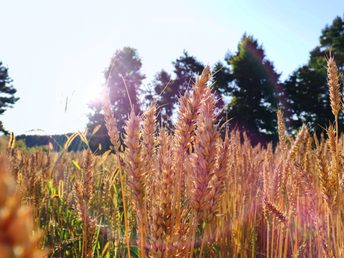 Пшеница АО Концерн ГРАНИТ ("ТОР-АГРО")