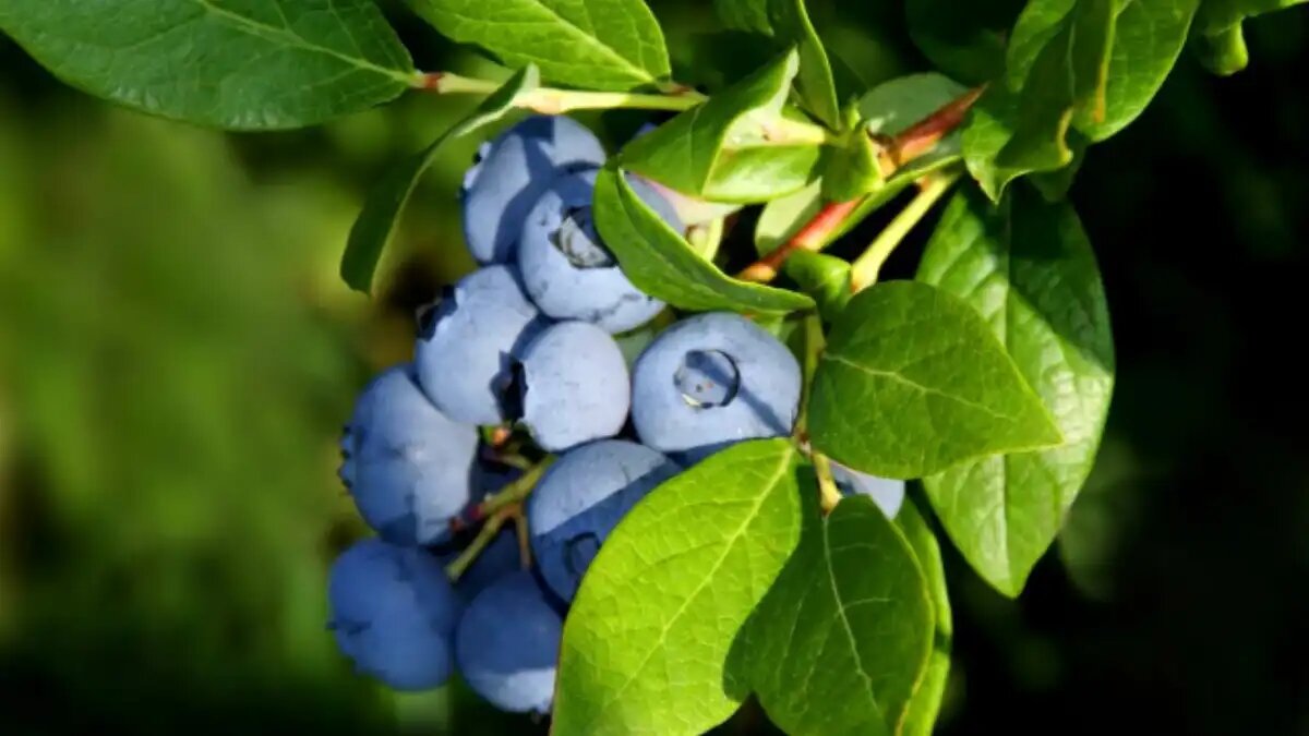 Фото:РГАУ-МСХА им. К.А. Тимирязева В Тимирязевской академии посадили более 40 сортов голубики