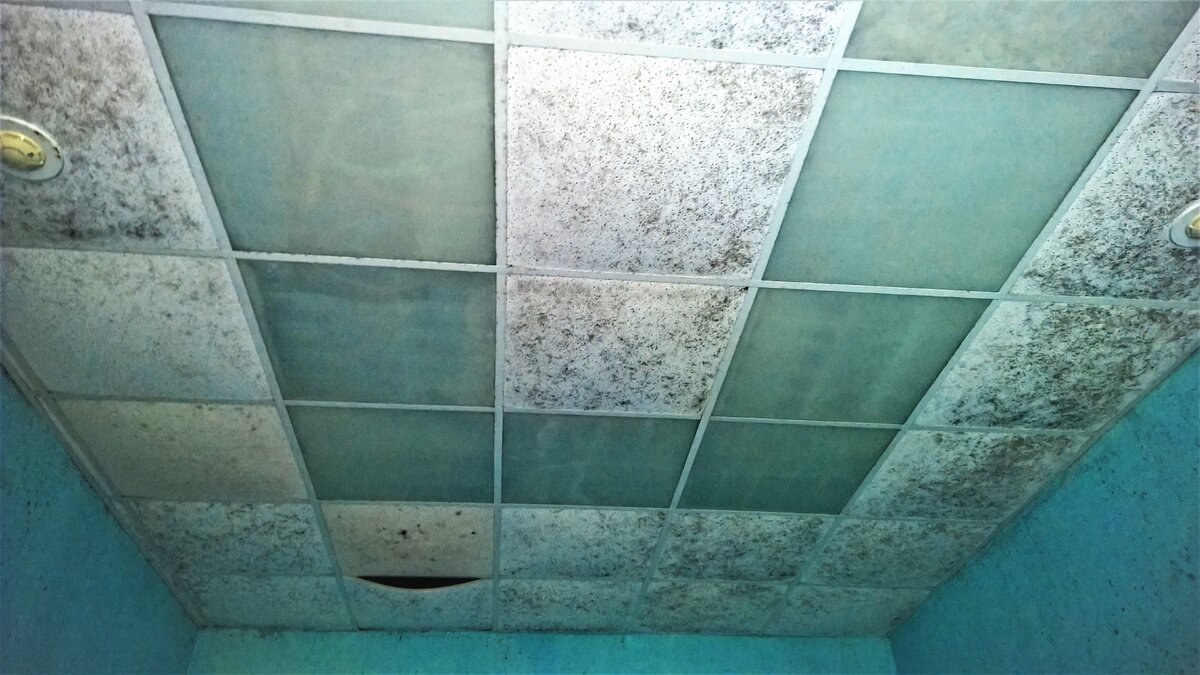 Плесень, повсюду.