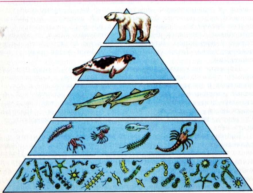На рисунке представлена экосистема составьте экологическую пирамиду