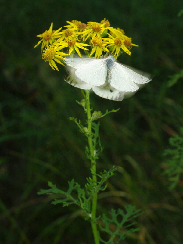 источник https://arthropodafotos.de/pictures/plan/15CHZ08657o.jpg