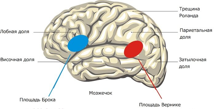 длительные клинические состояния.[caption id="attachment_1133" align="aligncenter" width="655"] Отделы головного мозга, отвечающие за речевые навыки[/caption]