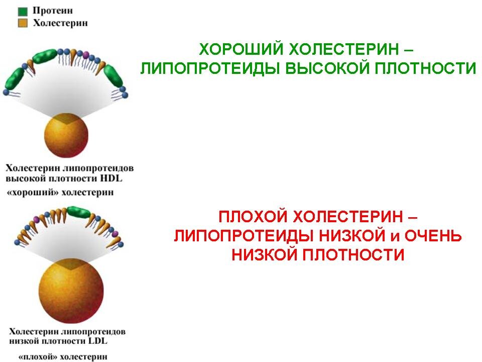 Высокий уровень лпвп холестерина. Плохой и хороший холестерин. Хороший холестерин. Хорошие и плохие липопротеиды. Липопротеиды высокой и низкой плотности.