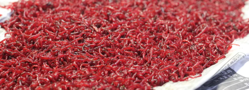 Мотыль для зимней рыбалки. Фото из интернета.