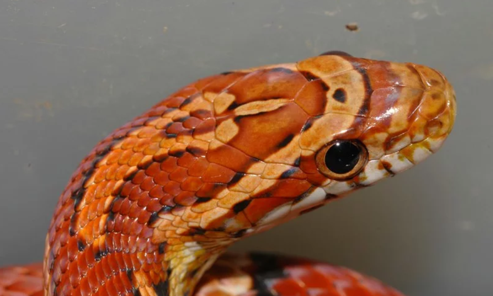 фото yandex.ua/collections/card/599082100265c100ba2801e6/