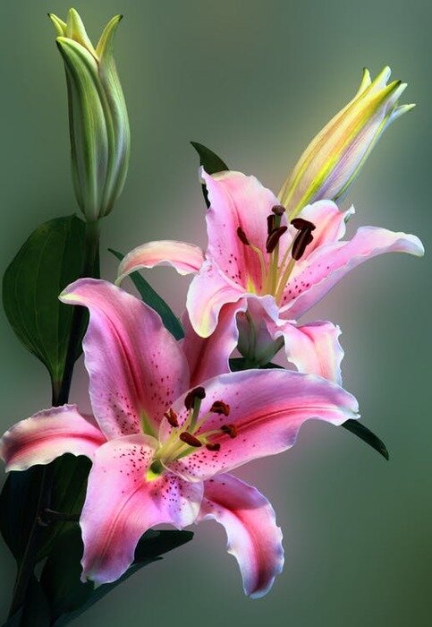 https://www.pexels.com/ru-ru/photo/lillies-132472/