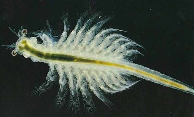 Экстремофилы. https://images.app.goo.gl/8tsSVuJyW6D6Cf6p9 