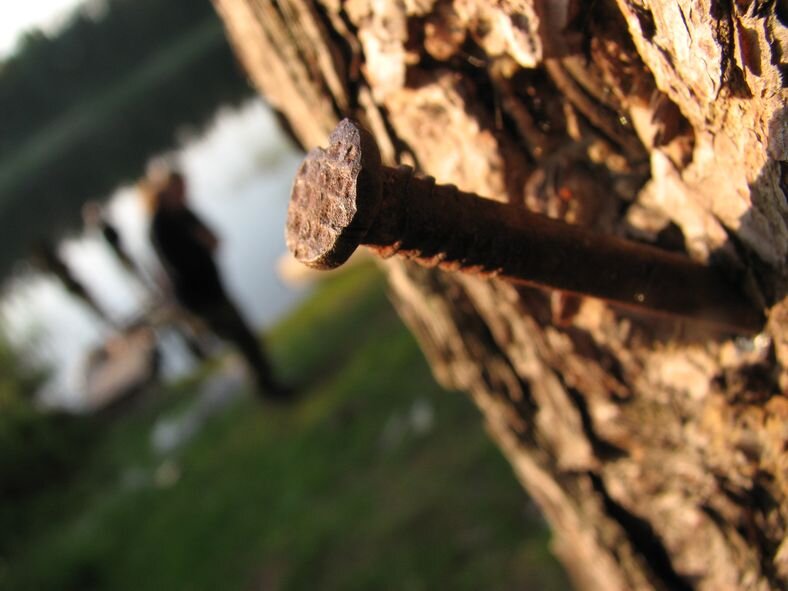 на яблоне растут яблоки гвоздь забивают