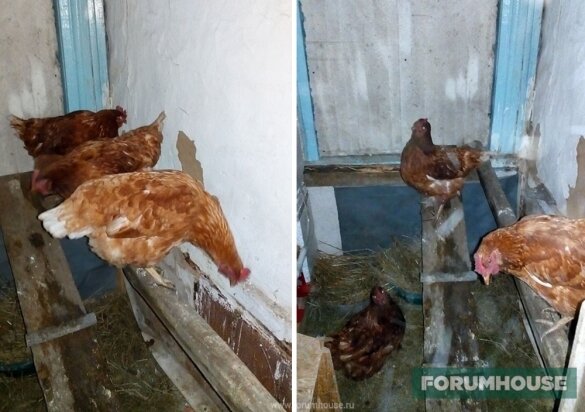 Как создать комфортные условия для кур в зимнее время