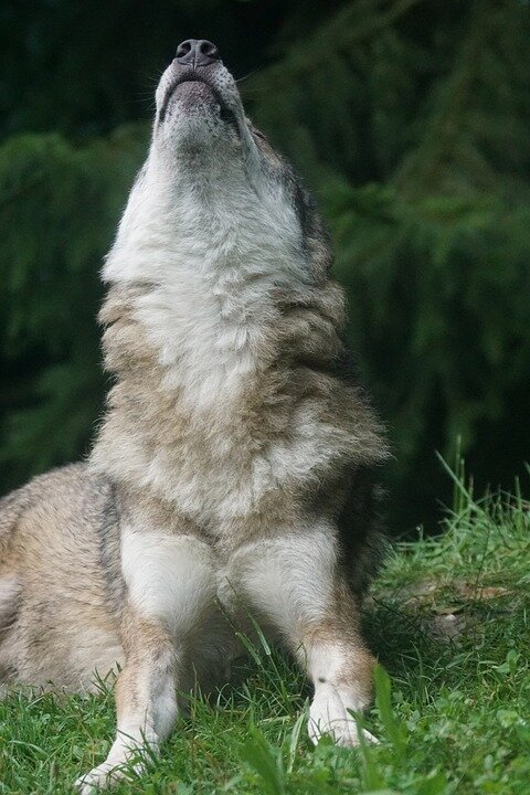 Источник: https://cdn.pixabay.com/photo/2016/07/13/15/38/wolf-1514753_960_720.jpg