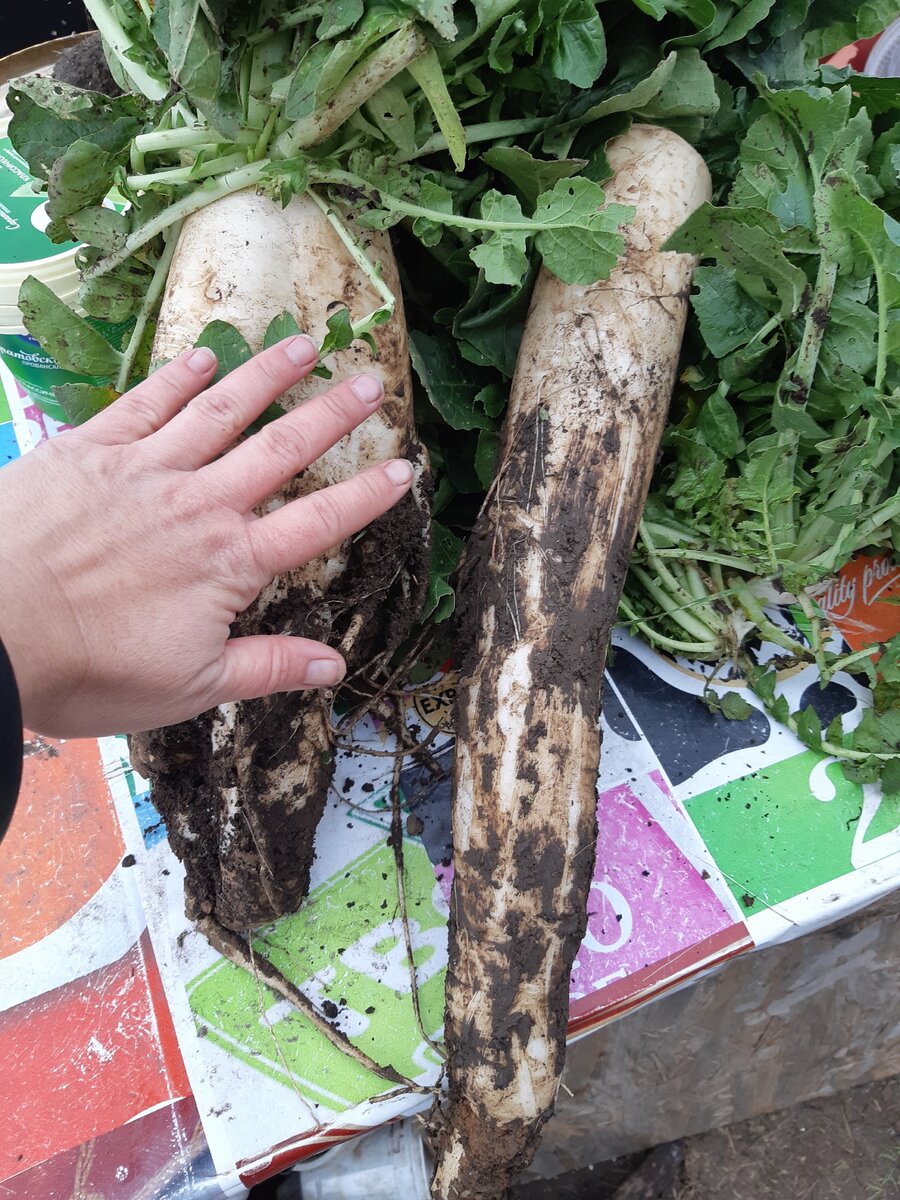 Извините, что грязный. Но нашу глину сразу отмыть сложно. А чистый уже забыла сфотографировать :)