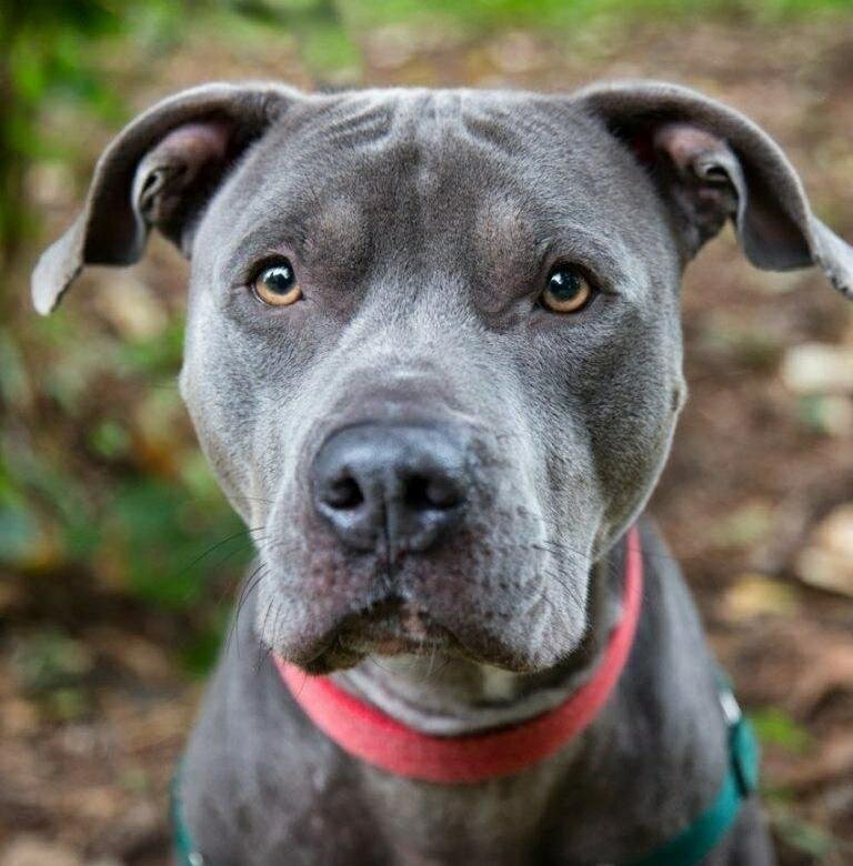 Питбультерьер