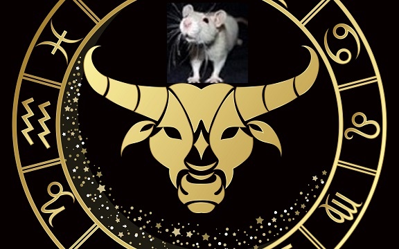 Яндекс картинки(коллаж автора)