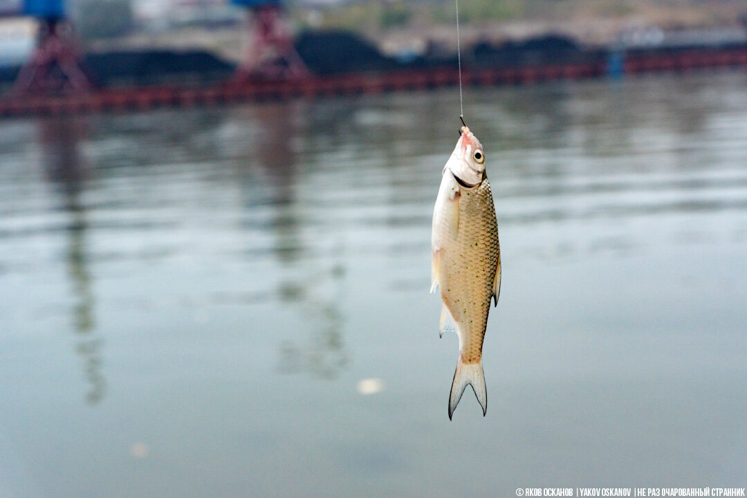 Пошли на рыбалку выяснить, можно ли поймать рыбу в черте миллионного города