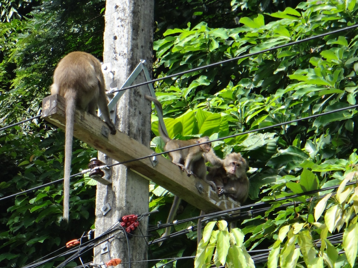 серые попрошайки 