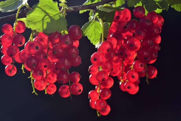 7 доступных ягод, которые разжижают кровь