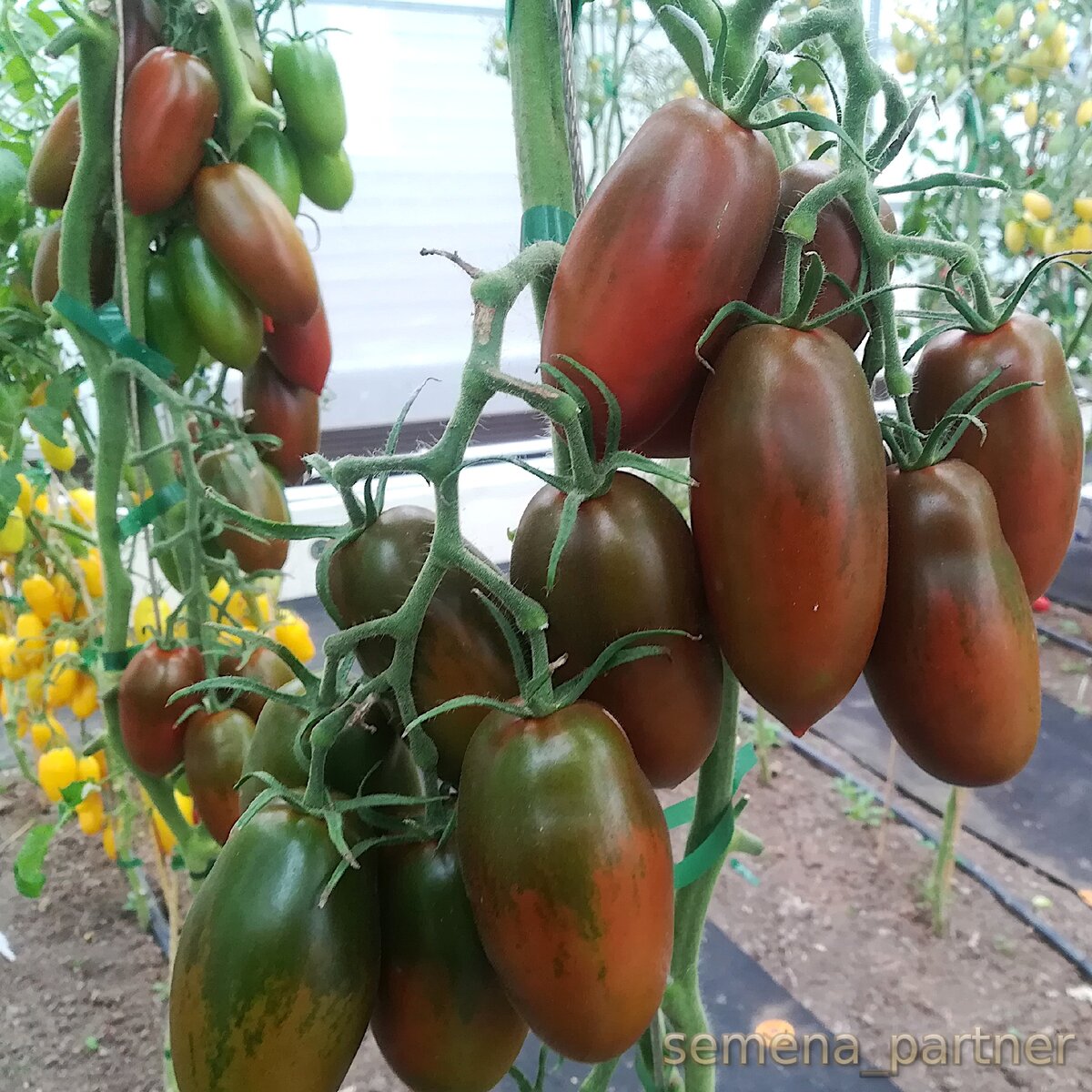 22 индетерминантных томата устойчивых к Кладоспориозу | Семена Партнер .